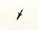 Rolex Watch Movement Part Calibere 3135Part Balance Staff