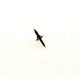 Rolex Watch Movement Part Calibere 1400 Part Balance Staff